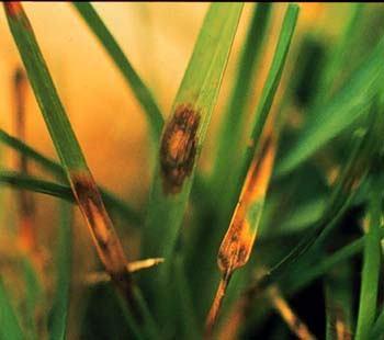 Plamy na liściach traw mogą powodować różne gatunki grzybów: Drechslera poae na wiechlinie łąkowej w okresie chłodnej pogody (jesień, łagodna zima, wiosna), Bipolaris sorokiniana na