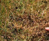Plamistość liści jest popularna na trawnikach, ale poważny problem powoduje choroba zwana na zachodzie Europy jako melting out", która z plamistości przeradza się w bardziej ostrą