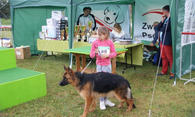 Podczas wystawy zaprezentowało się ponad 100 piesków, między innymi owczarki niemieckie, amstafy, pudle,