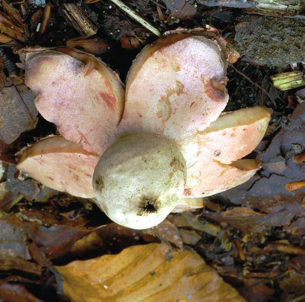 75 Grzyby powierzchni ponad 50 razy większej od bielańskiego rezerwatu, stwierdzono dotychczas 13 gatunków grzybów chronionych, czyli tyle samo ile na Bielanach.