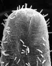 Post-transkrypcyjne transkrypcyjne wyciszanie genów w u roślin transgene-induced post-transcriptional transcriptional silencing Eksperymenty modyfikacji koloru kwiatów petunii