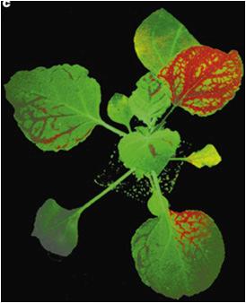 Sygnał wyciszający cy może e rozprzestrzeniać się w całej roślinie poprzez floem Arabidopsis thaliana: egzogenne sirna 21 i 24nt wyciszanie transgenu GFP endogenne sirna tylko 24nt sąs mobilne