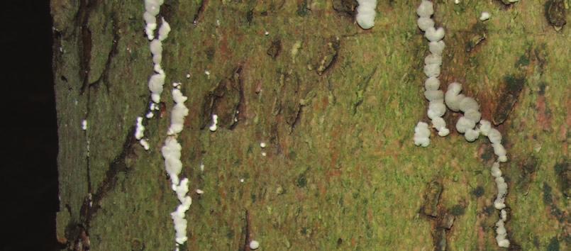 Chrońmy Przyr. Ojcz. rocznik 65, zeszyt 5, 2009. 4. złomach bukowych o obwodach 40 278 cm i wysokości 3,5 18 m oraz na 2.