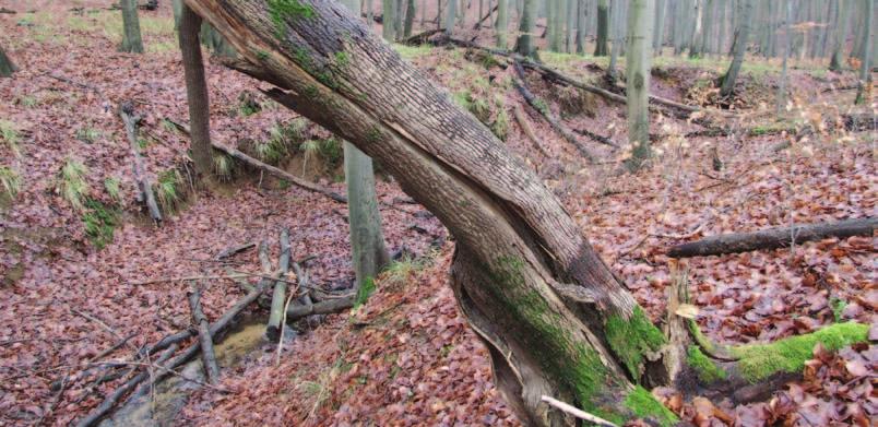 Chrońmy Przyr. Ojcz. rocznik 65, zeszyt 5, 2009. Ryc. 5. Półwywrot jesionowy w buczynie, nad strumieniem Chojnówka (rezerwat Bukowe Zdroje, stanowisko nr 29) opanowany przez suchogłówkę korową (7.12.