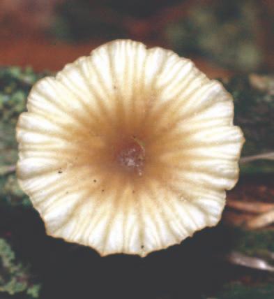 Chrońmy Przyr. Ojcz. rocznik 65, zeszyt 5, 2009. Ryc. 1.