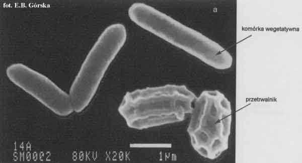 b). endospora położona centralnie, komórka rozdęta wrzecionowato - postać clostridium (B. polymyxa) c). spora w położeniu bocznym, komórka jednostronnie wrzecionowato rozdęta (B. laterosporus) d).