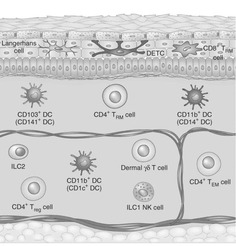NK makrofagi dojrzałe komórki dendrytyczne mastocyty neutrofile Keratynocyty żywych warstw