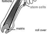 struktur, a także gruczołów związanych z korzeniami włosów (łojowych, zapachowych)