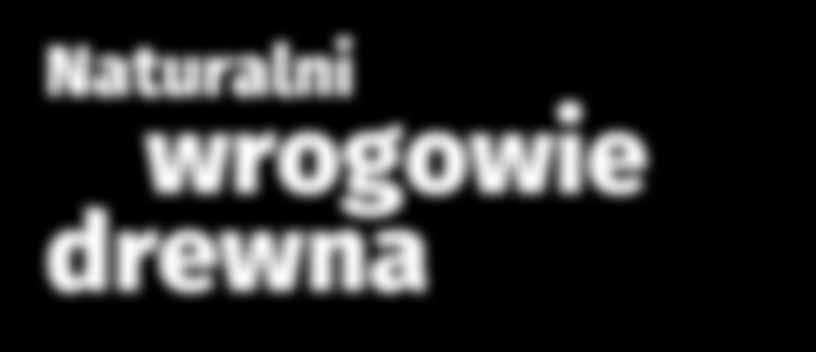 zabarwienie. Sinizna jako taka nie niszczy drewna, lecz tylko zmienia niekorzystnie jego wygląd.