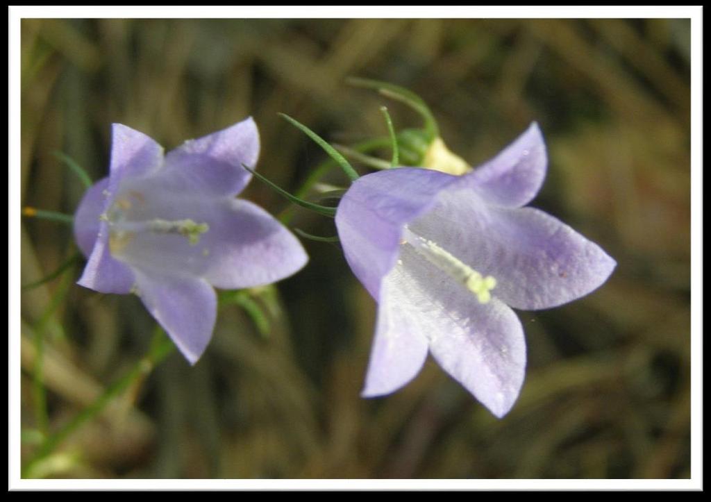 carthusianorum) Foto L.U.