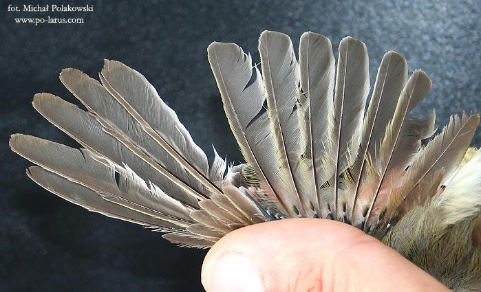 swego rodzaju przedłużenie lotek drugiego rzędu i wyrastających u nasady skrzydła. Sterówki stanowią ptasi ster w trakcie lotu.