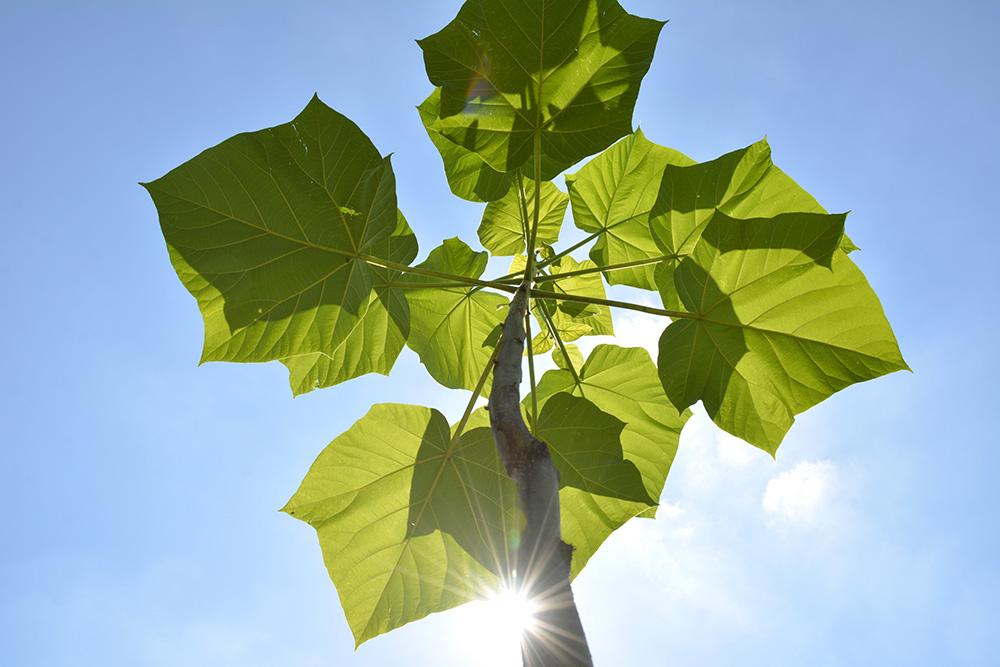 Oxyprogram pomysł na zysk Dla wszystkich tych, którzy są zainteresowani zainwestowaniem w Oxytree, ale nie dysponują własnym gruntem, stworzono Oxyprogram.