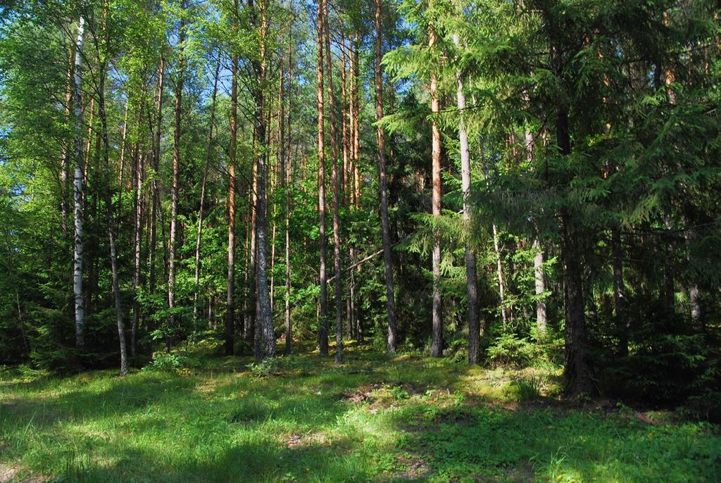 przeważają na terenach pojezierzy, Niżu Środkowopolskiego i pasa wyżyn, lasy regla dolnego i górnego, w