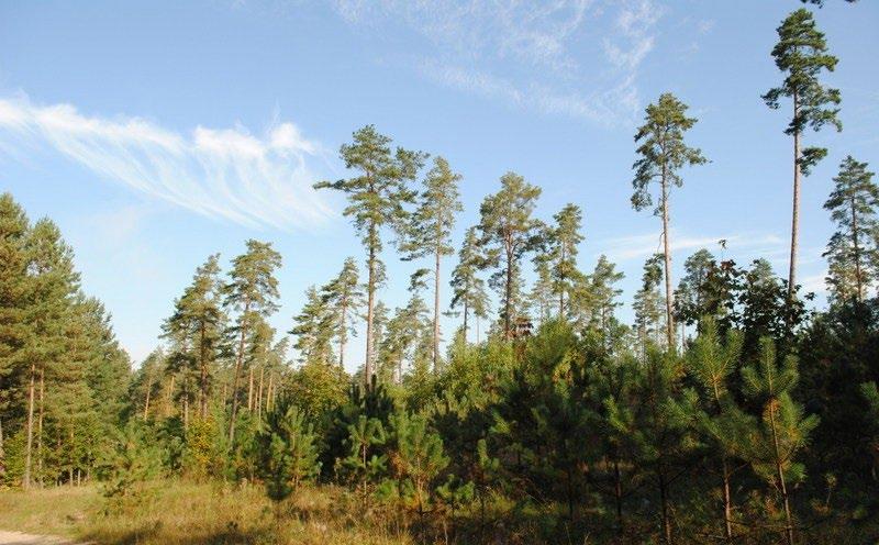 włącznie do regla dolnego; runo leśne jest średnio bogate, wstępują w nim gatunki typowe: