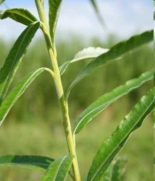 (70%) zawartość wody w świeŝej masie plantacja