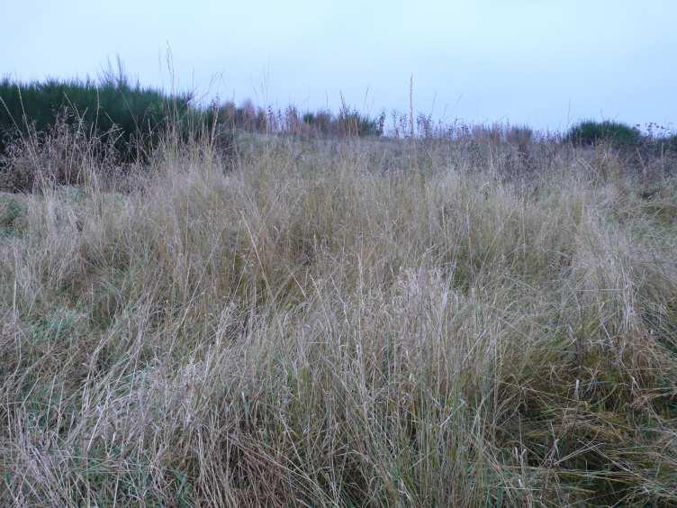 wydmuchrzyca wydłuŝona (Elymus elongatus) naturalne