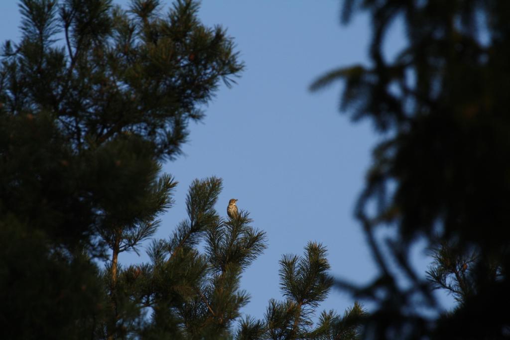 Drozd śpiewak (turdus philomelos).