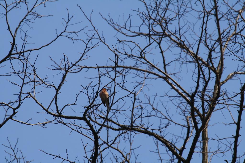 Zięba (fringilla