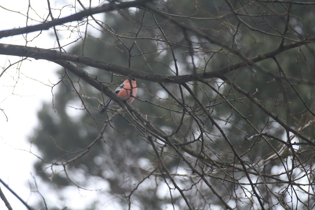 Wczesną wiosną przelatują