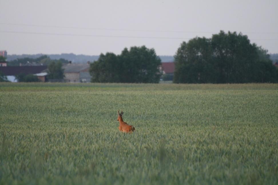 pasą się na