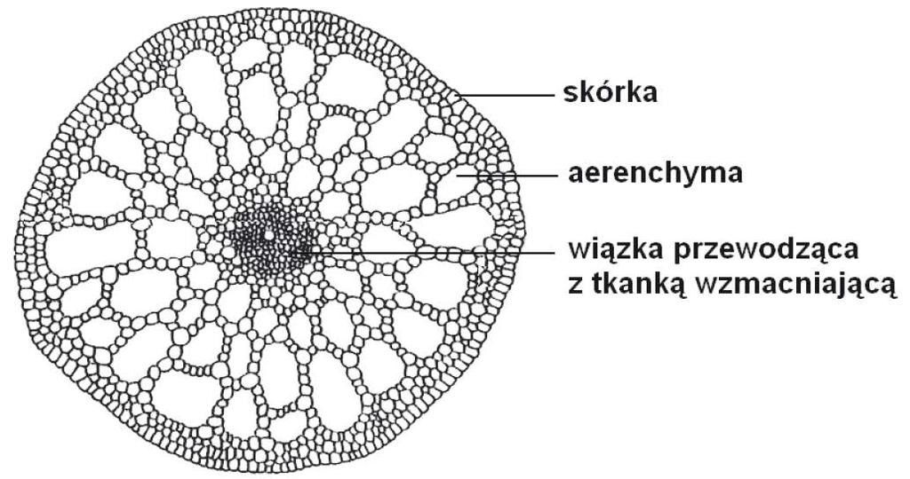 12 Egzamin maturalny z biologii Zadanie 21. (1 pkt) Na opakowaniach nawozów dla roślin doniczkowych znajdują się dokładne informacje dotyczące ich stosowania.