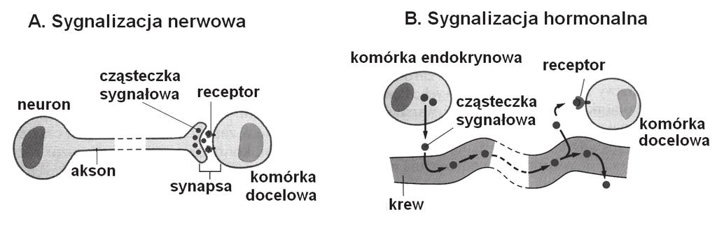 8 Egzamin maturalny z biologii Zadanie 15. (2 pkt) Zdolność odbioru sygnałów z otoczenia i odpowiedzi na te sygnały jest cechą organizmów.