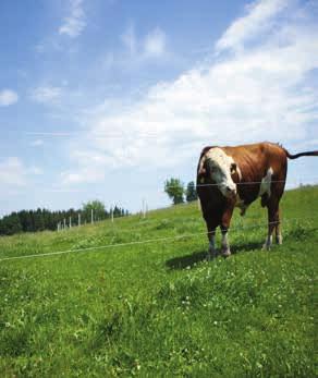 doskonała przewodność Charakterystyka (Drut ogrodzeniowy Farma)