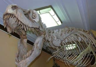 pl Głównym elementem Muzeum są rekonstrukcje szkieletów dinozaurów wydobytych przez polskomongolskich paleontologów na pustyni Gobi. Muzeum Sportu i Turystyki, ul. Wybrzeże Gdyńskie 4, tel.