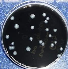 1szt/100ml 11731-2:2008 Legionella BCYEa Medium (bez cysteiny) Płytki 90 Ø PO5028A 10 szt.