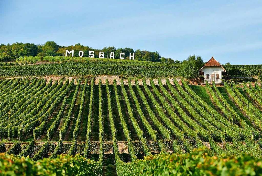 FRANCJA - MOSBACH 53. CREMANT BRUT Mosbach Lśniący, przejrzysty kolor, odcień żółtego pierwiosnka. Nos owocowy z białej brzoskwini i innych białych owoców. Lekki i świeży smak z owocami w tle.