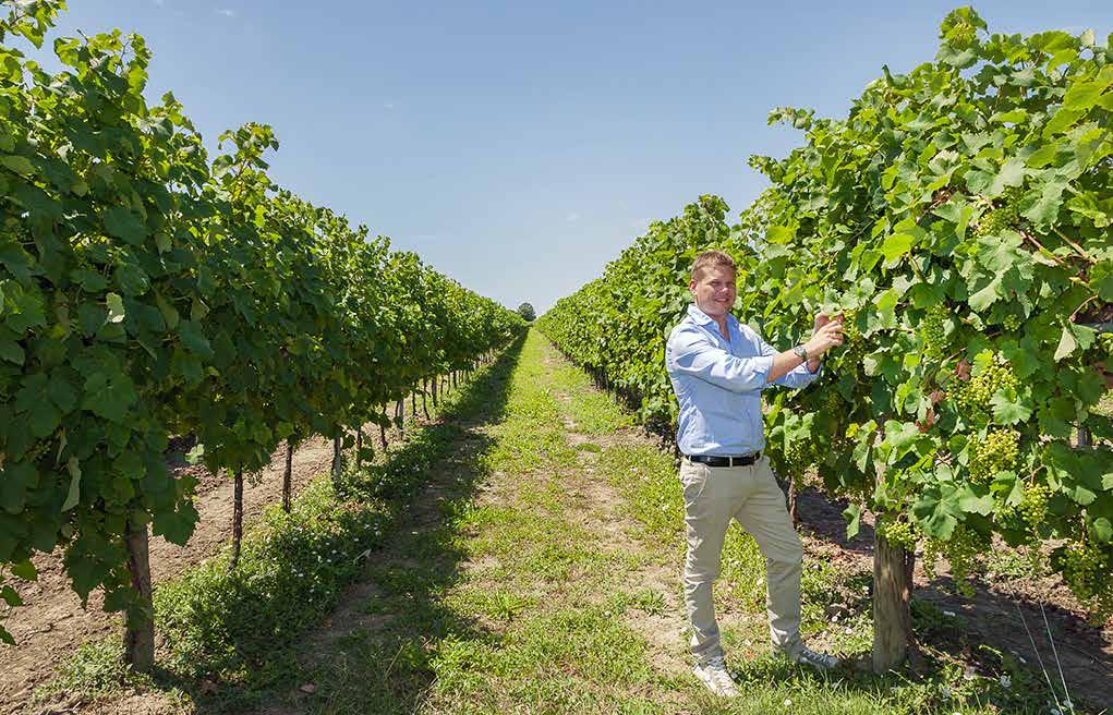 WŁOCHY - AZIENDA CASERE 74. CHARDONNAY FRIZZANTE Denominazione Delikatne, wyrafiniwane i lekko kwaskowate wino. Znakomita jako aperitif lub do rybnych zakąsek.