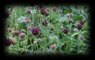 Allium angulosum Aster