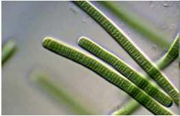 03-03-2014) na podstawie norm: PN-ISO 5667-6, PN-ISO 5667-3, PN-EN 15204, PN-EN 15972 pobór