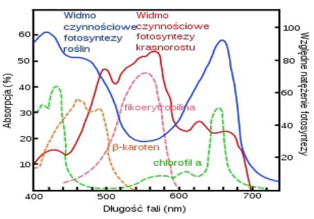 Barwniki asymilacyjne (fotosyntetyczne) światło jest pochłaniane przez barwniki asymilacyjne najważniejsze to chlorofile (zielone) i karotenoidy (żółte) mają podobne szlaki biosyntezy poszczególne