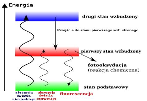 Chlorofil w akcji chlorofile zawierają pierścień porfirynowy chlorofil może pochłonąć niebieski lub czerwony kwant światła, co powoduje wzbudzenie elektronu