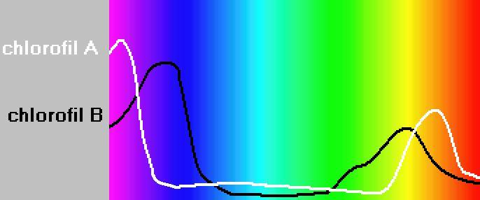 Siedlisko a chlorofile widmo