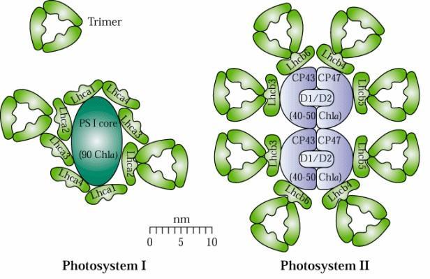 Fotosystemy: PS I i PS II fotosystemy składają się one z centrum reakcji oraz białek antenowych
