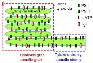 PS I i PS II różnice PS I jest wydajniejszą pułapką świetlną PS II jest wrażliwszy na uszkodzenia PS I jest