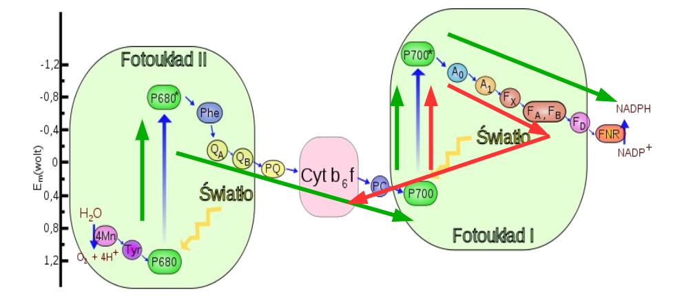 Fosforylacja cykliczna i niecykliczna Fosforylacja niecykliczna biorą udział PS I i PS II, fotoliza wody, powstają NADPH, tlen, ATP Fosforylacja