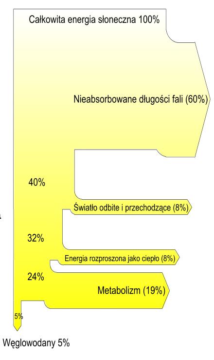 Fotoooddychanie i wydajność fotosyntezy chloroplasty absorbują około 37% padających na nie fotonów (47% jest poza PAR, a 1/3 z pozostałych pada na inne części komórek) z powyższych 37% jedna czwarta