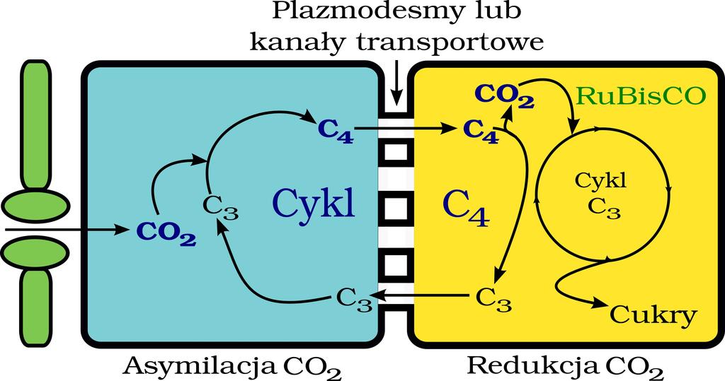 Fotosynteza C 4 PCA pierwotna asymilacja węgla = związanie CO 2 do związku organicznego (karboksylacja) PCR pierwotna redukcja węgla = włączenie CO 2 do cyklu Calvina-Bensona Fotosynteza C 3 PCA =