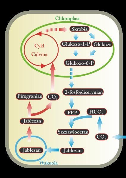 Fotosynteza CAM CAM = Crassulacean Acid Metabolism; Crassulaceae = gruboszowate fotosynteza CAM pozwala oszczędzać wodę i umożliwia wiązanie CO 2 nawet w warunkach skrajnej suszy, przy zamkniętych