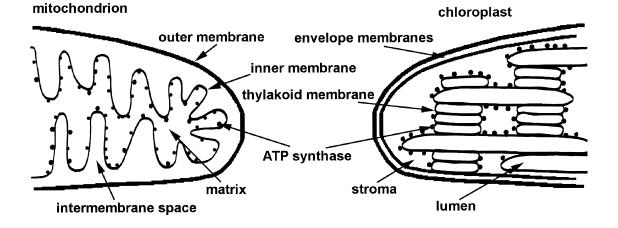 Fotosynteza i oddychanie porównanie kompartmentacja chloroplastu i mitochondrium jest analoiczna łańcuch oddechowy i chloroplastowy łańcuch transportu elektronów są podobne