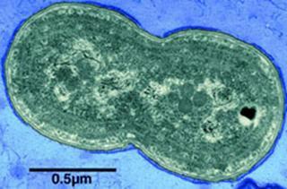 Biogeneza chloroplastów chloroplasty jako efekt endosymbiozy