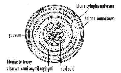 środek) transfer genów do jądra wymagania świetlne chloroplastów