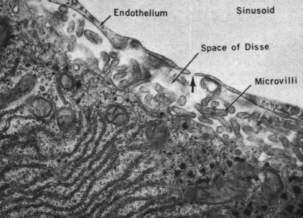 przestrzeń Dissego mikrokosmki Przestrzeń okołozatokowa Dissego: pomiędzy biegunami