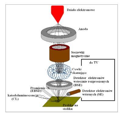 Schemat skaningowego mikroskopu elektronowego z przedstawionym procesem tworzenia wiązki skanującej [6] Aby możliwe było uzyskanie obrazu, konieczne jest formowanie wiązki elektronów emitowanych ze