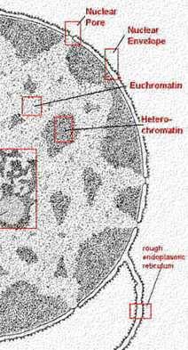pora jądrowa otoczka jądrowa euchromatyna heterochromatyna Jądro