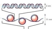 podwójna helisa DNA Poziomy upakowania chromatyny nukleosom Nukleosom fragment helisy DNA ( ok.