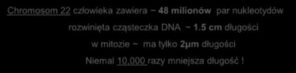 cząsteczka DNA ~ 1.